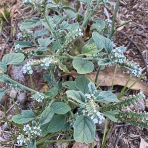 Heliotropium europaeum at Cook, ACT - Yesterday 10:03 AM