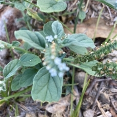 Heliotropium europaeum at Cook, ACT - Yesterday 10:03 AM