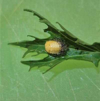 Epilachna sp. (genus) (a ladybird beetle) at Bungendore, NSW - 2 Mar 2025 by Lizziew