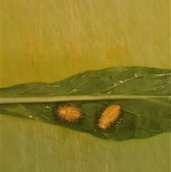 Epilachna sp. (genus) at Bungendore, NSW - suppressed