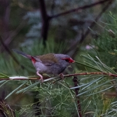 Neochmia temporalis (Red-browed Finch) at Bundanoon, NSW - Yesterday by Aussiegall