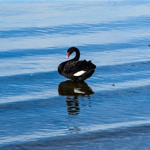 Cygnus atratus (Black Swan) at Lakes Entrance, VIC - 22 Feb 2025 by aussiejai