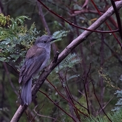 Colluricincla harmonica (Grey Shrikethrush) at Bundanoon, NSW - 2 Mar 2025 by Aussiegall