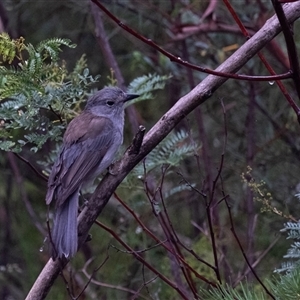 Colluricincla harmonica at Bundanoon, NSW - 2 Mar 2025 09:38 AM