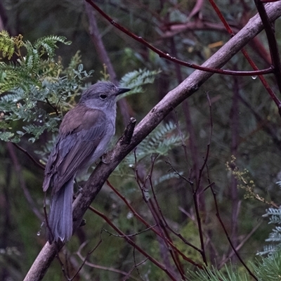 Colluricincla harmonica (Grey Shrikethrush) at Bundanoon, NSW - 2 Mar 2025 by Aussiegall