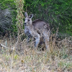 Macropus giganteus (Eastern Grey Kangaroo) at Coolac, NSW - 22 Feb 2025 by aussiejai