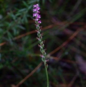 Spiranthes australis at Bundanoon, NSW - suppressed