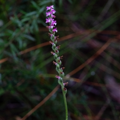 Spiranthes australis (Austral Ladies Tresses) at Bundanoon, NSW - 2 Mar 2025 by Aussiegall