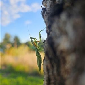 Orthodera ministralis by aussiejai