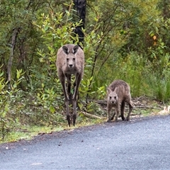 Macropus giganteus (Eastern Grey Kangaroo) at Bundanoon, NSW - 2 Mar 2025 by Aussiegall