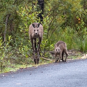Macropus giganteus at Bundanoon, NSW - 2 Mar 2025 10:59 AM