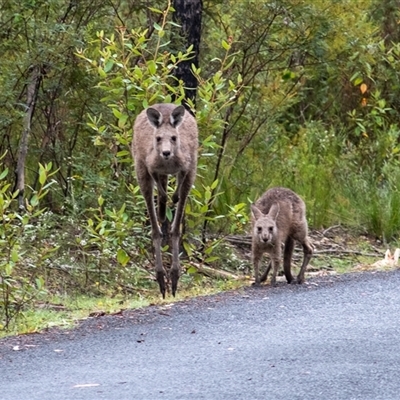 Macropus giganteus (Eastern Grey Kangaroo) at Bundanoon, NSW - Yesterday by Aussiegall