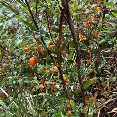 Coprosma hirtella (Currant Bush) at Cotter River, ACT - 26 Jan 2025 by dgb900