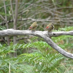 Neochmia temporalis (Red-browed Finch) at Paddys River, ACT - 26 Jan 2025 by dgb900