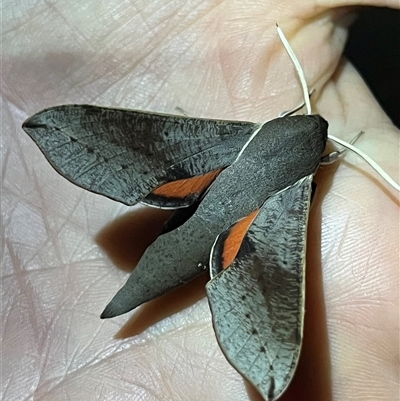 Hippotion scrofa (Coprosma Hawk Moth) at Cooleman, NSW - 22 Feb 2025 by dgb900