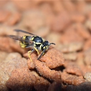 Vespula germanica (European wasp) at Kandos, NSW - 25 Feb 2025 by aussiejai