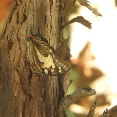 Charaxes sempronius (Tailed Emperor) at Murrumbateman, NSW - 2 Mar 2025 by SimoneC