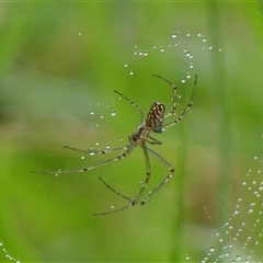 Leucauge dromedaria at Braemar, NSW - 2 Mar 2025 by Curiosity