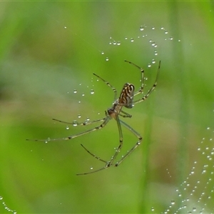 Leucauge dromedaria at Braemar, NSW - 2 Mar 2025 10:43 AM