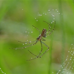 Leucauge dromedaria at Braemar, NSW - 2 Mar 2025 by Curiosity