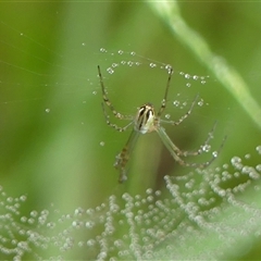 Leucauge dromedaria at Braemar, NSW - 2 Mar 2025 10:43 AM