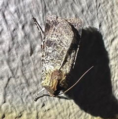 Agrotis porphyricollis (Variable Cutworm) at Thredbo, NSW - 27 Feb 2025 by Pirom