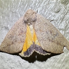 Mnesampela heliochrysa (Golden-winged Gum Moth) at Thredbo, NSW - 28 Feb 2025 by Pirom