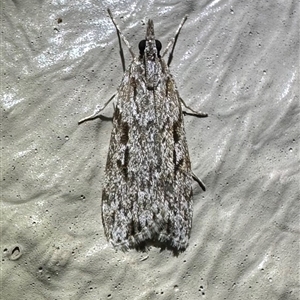 Scoparia plagotis at Thredbo, NSW - 27 Feb 2025 09:02 PM