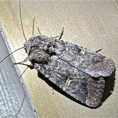 Proteuxoa microspila (Little Noctuid) at Thredbo, NSW - 28 Feb 2025 by Pirom