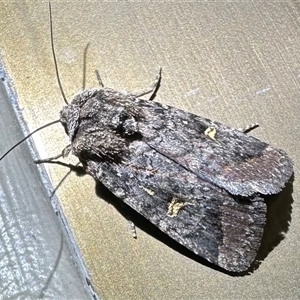 Proteuxoa microspila at Thredbo, NSW - 28 Feb 2025 08:53 PM