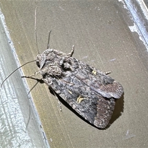 Proteuxoa microspila at Thredbo, NSW - 28 Feb 2025 08:53 PM