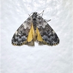 Halone coryphoea (Eastern Halone moth) at Thredbo, NSW - 28 Feb 2025 by Pirom