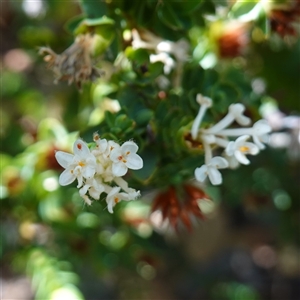 Pimelea sp. at Flinders Chase, SA - 5 Dec 2024 by RobG1