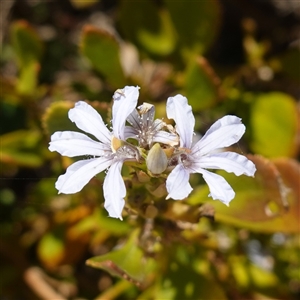 Unidentified Other Wildflower or Herb at Flinders Chase, SA - 5 Dec 2024 by RobG1