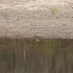 Charadrius melanops (Black-fronted Dotterel) at Strathnairn, ACT - 2 Mar 2025 by mroseby