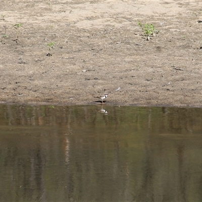 Charadrius melanops (Black-fronted Dotterel) at Strathnairn, ACT - 2 Mar 2025 by mroseby