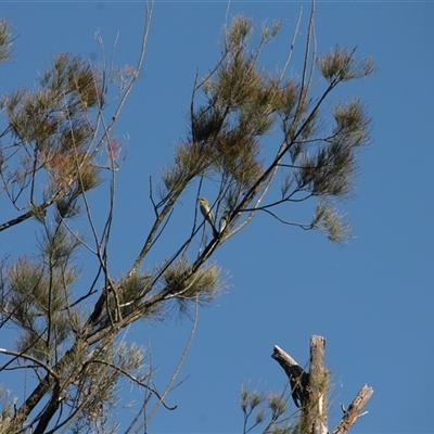 Merops ornatus (Rainbow Bee-eater) at Strathnairn, ACT - 2 Mar 2025 by mroseby