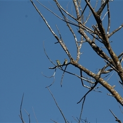Merops ornatus at Strathnairn, ACT - 2 Mar 2025 11:11 AM