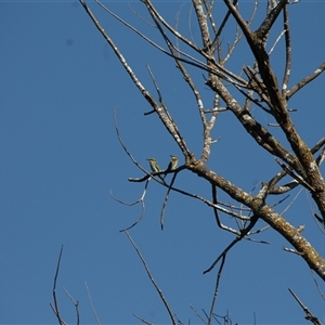 Merops ornatus at Strathnairn, ACT - 2 Mar 2025 11:11 AM