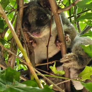 Pseudocheirus peregrinus (Common Ringtail Possum) at Cook, ACT - 2 Mar 2025 by Jennybach