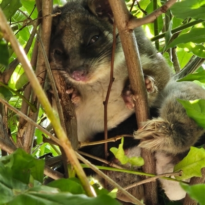 Pseudocheirus peregrinus (Common Ringtail Possum) by Jennybach