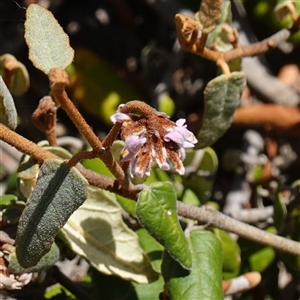 Lasiopetalum discolor at Flinders Chase, SA - 5 Dec 2024 by RobG1