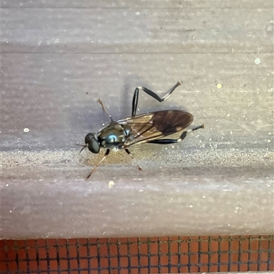 Exaireta spinigera (Garden Soldier Fly) at Higgins, ACT - Yesterday by Jennybach