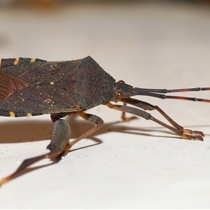 Amorbus alternatus (Eucalyptus Tip Bug) at Acton, ACT - 26 Jan 2025 by TimL