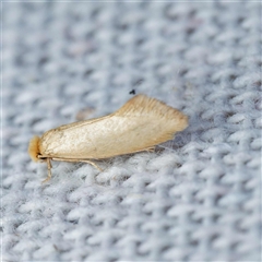 Edosa ochracea (Yellow Tineid) at Harrison, ACT by DPRees125