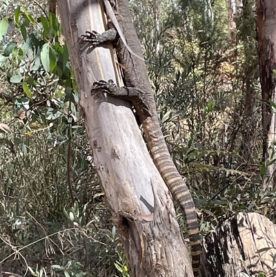 Varanus rosenbergi (Heath or Rosenberg's Monitor) at Uriarra Village, ACT - 2 Mar 2025 by Mavis