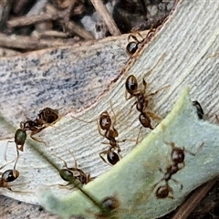 Pheidole sp. (genus) (Seed-harvesting ant) at Bungonia, NSW - 2 Mar 2025 by trevorpreston