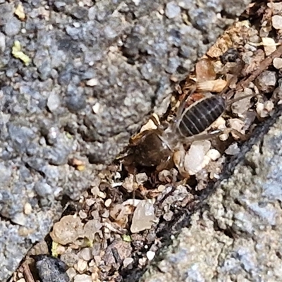 Gryllotalpa sp. (genus) (Mole Cricket) at Bungonia, NSW - 2 Mar 2025 by trevorpreston