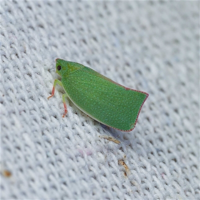 Siphanta acuta (Green planthopper, Torpedo bug) by DPRees125