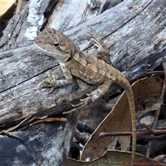 Amphibolurus muricatus (Jacky Lizard) at Bungonia, NSW - 2 Mar 2025 by trevorpreston